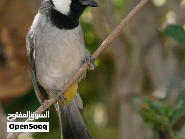 اخوان عندي بلبل خصيباوي نص فتحه ايخبل سعره مناسب