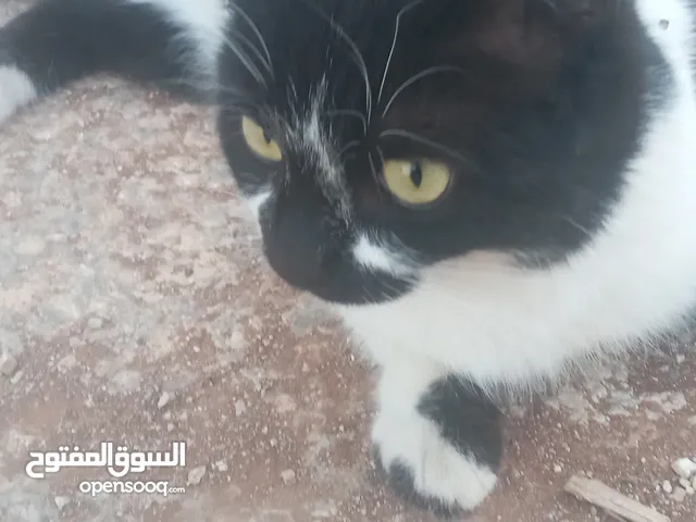 قطه للتبني هملايا مكس