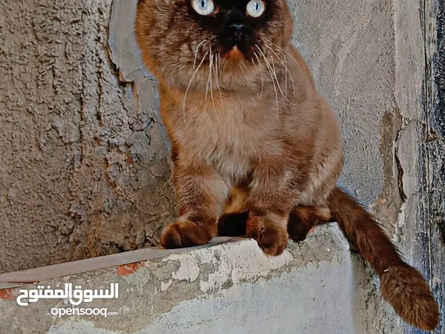 قطط الأعمار في صغار وفي كبار
