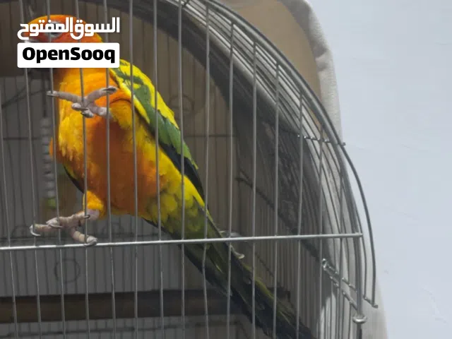 للبيع صن كنيور ربه اليف طينه كلش متكلم ويركص ويلعب