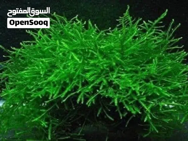 نبات موس لأحواض السمك (Java Moss)