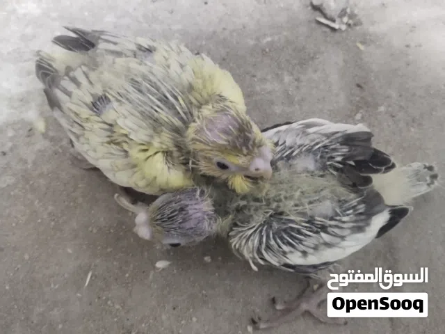 متاح افراخ كوكتيل للبيع  جاهزات للزق  طيور شرط الصحه