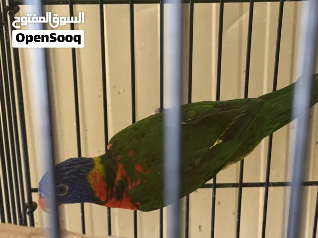 لوري انتاج محلي غير اليف