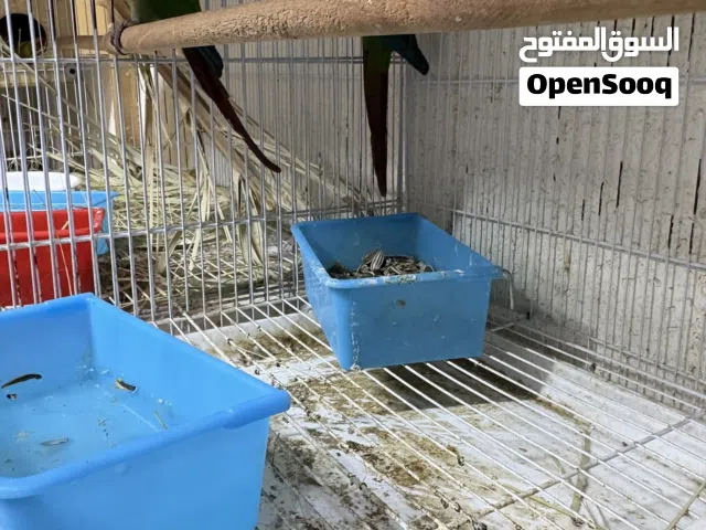 زوج كنيور اخضر