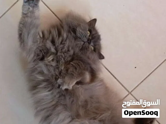 قطة سكوتش فود مكس