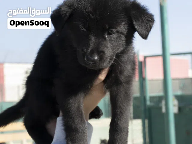 جيرمن بلاك كوت وورك لاين