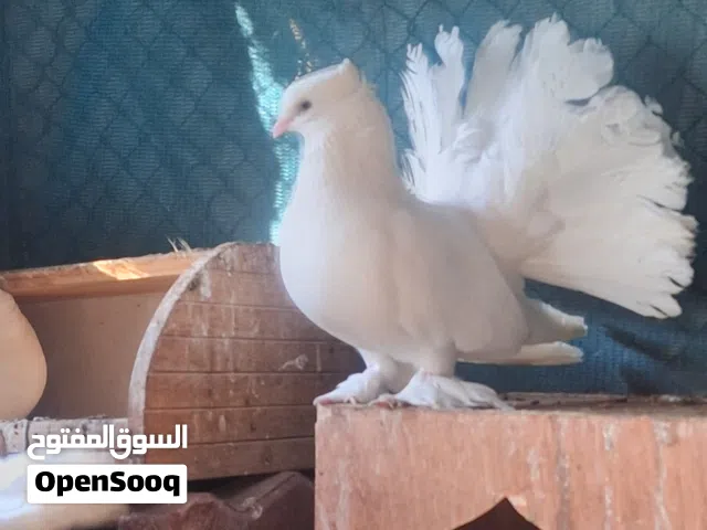 حمام للبيع الصور مب كامله تواصل معي للباقي والوصف مهم