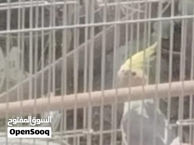 فحل حبشي جاهز عمره جبير يعني جاهز  صحه فول جيد جدآ