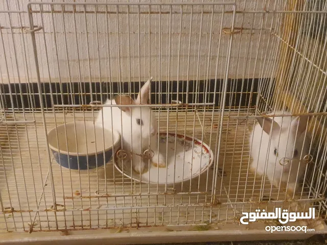 tow small rabbits  for sale with cage