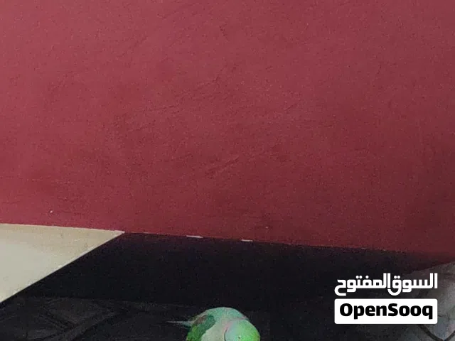 ببغاء درة نيبالي
