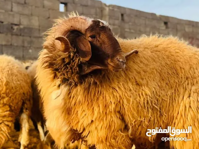 قصاب ذبايح متنقل #جميع مناطق الكويت #قصاب تحت الطلب