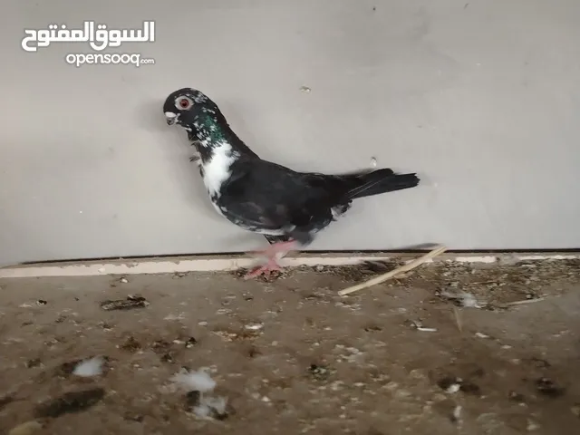 جوز ذبانيات