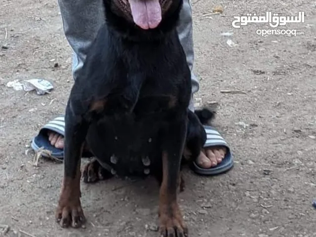 كلب روت وايلر مدرب صاحب صاحبه(نتايه)سبب البيع السفر