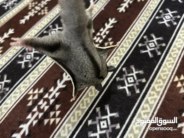 السلام عليكم متاح شوقر قلايدر السنجاب الطائر كلشي بلوصف