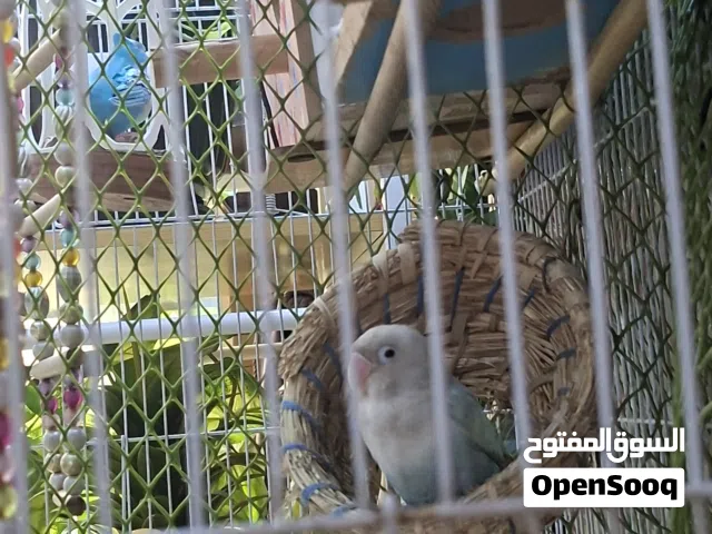 عنادير عدد4 اثنين خضر واثنين بيض بصحة جيدة مع قفص كبير