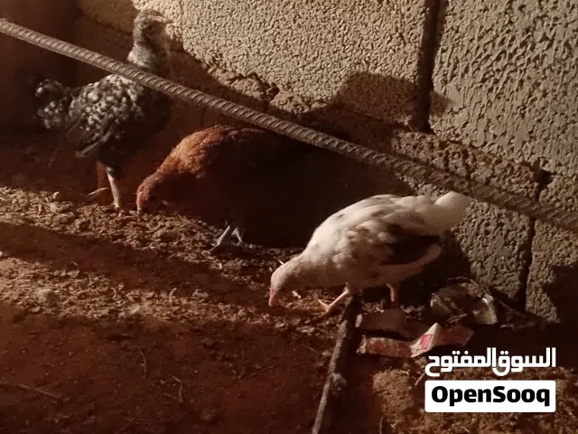 عتاتيق عمر 3 شهور  واسبوع
