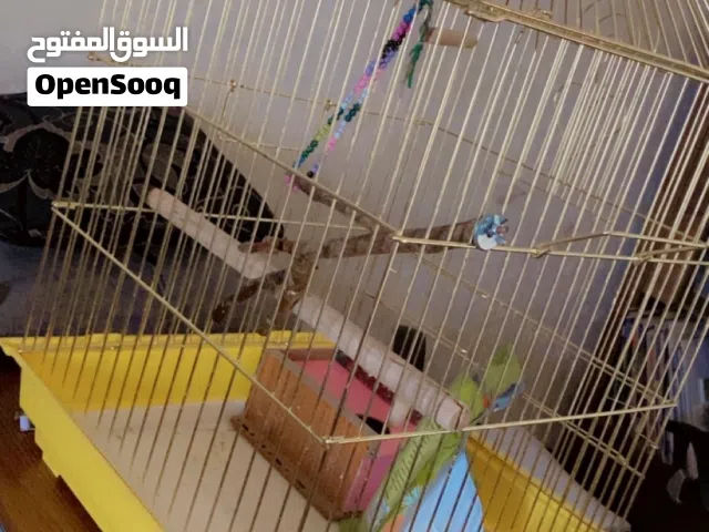 قفص عصافير