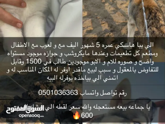 كلب هاسكي مستواي واضح بيعه مستعجله