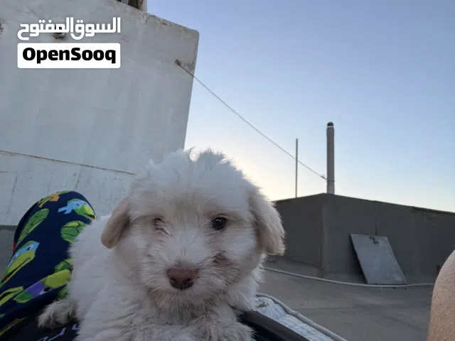 مشالله عليه لعوب بجنن خالي من كلشي وفي وصحته ممتازه كثير ونظيف