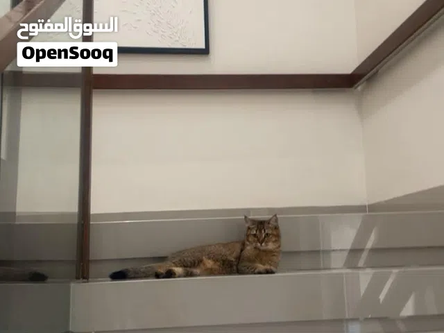 قطة سكوتش ستريت