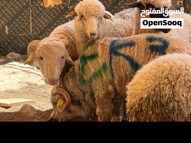 أضاحي روماني
