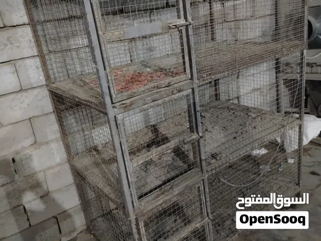 قفص البيع حديد