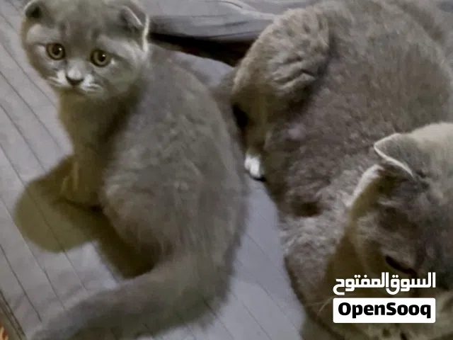 نوع القط : - 3  كيتين سكوتيش فولد وستريت ذكور