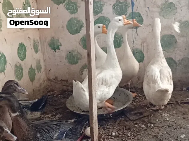 بط  وبش بري البيع