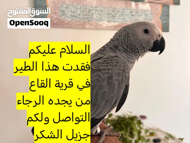 فقدان بغبغاء الكاسكو