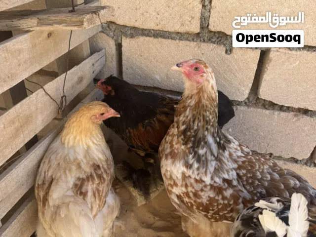 دجاج  برهمي لي بيع
