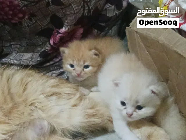 قطط شيرازي هملايا
