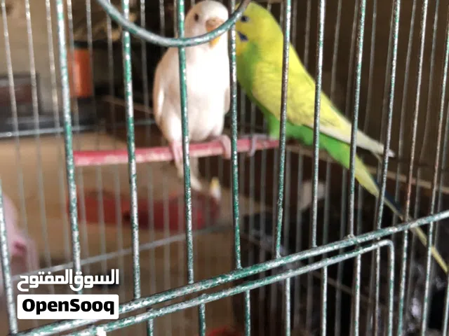 عصافير حب شغلات ميه بلميه مع قفص
