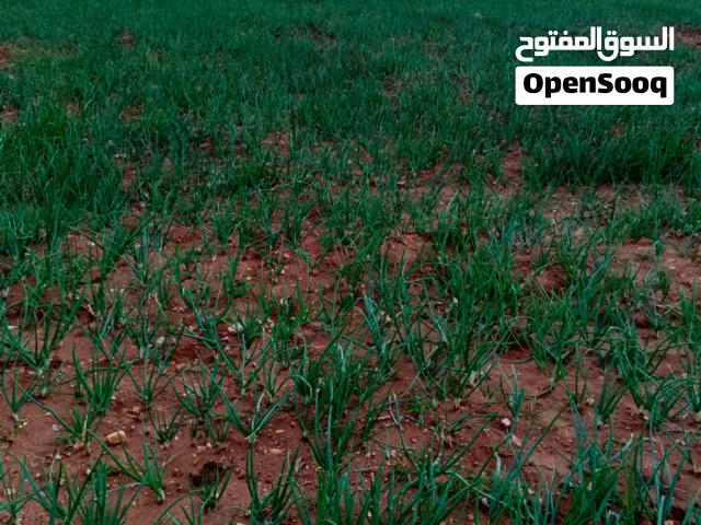 بصل اخضر للبيع