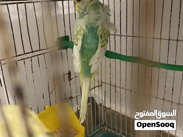 مشاء الله ربي يبارك
