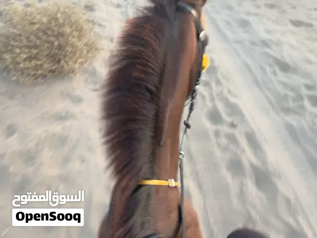 للبيع حصان سباق وسلاله طيبه