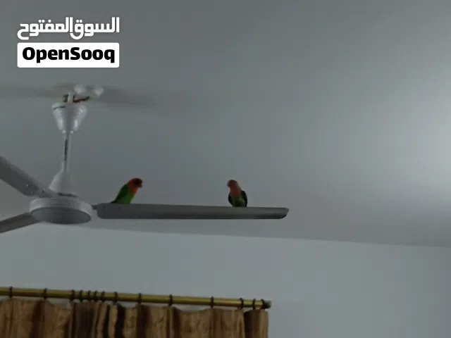 للبيع طيرين  بسعر مناسب