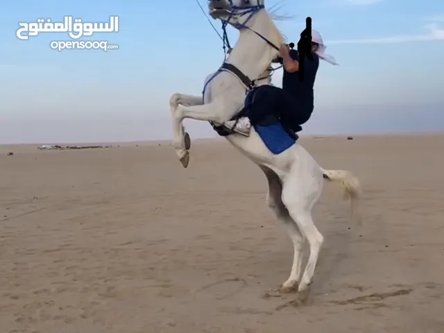 للبيع حصان مصري العمر 9 ارتفاعه 155