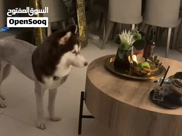 I’m dog sitting I keep them with me in the house not kanner 3 bd per day if 1months is per 1 day 5bd