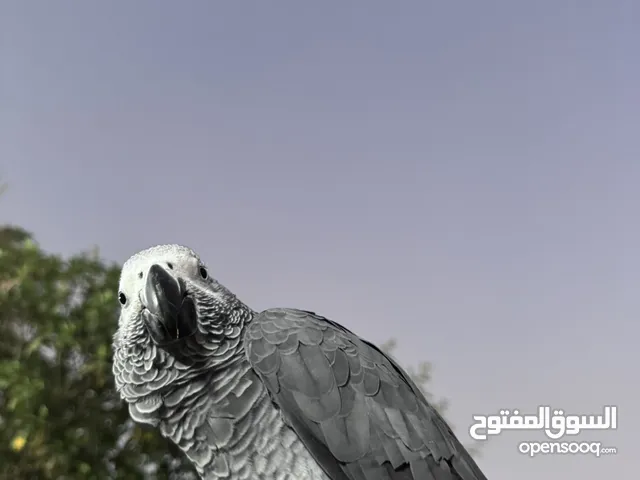 كاسكو اليف يتكلم