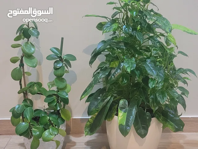 نباتات داخلية ورقية خضراء جميلة