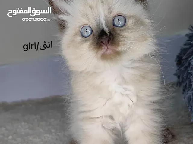 قطط صغيره للبيع