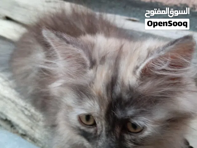قطط تصغار تربيه اليفات