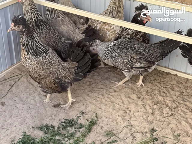 للبيع صيصان عربي قديم افرق الوان مميزه