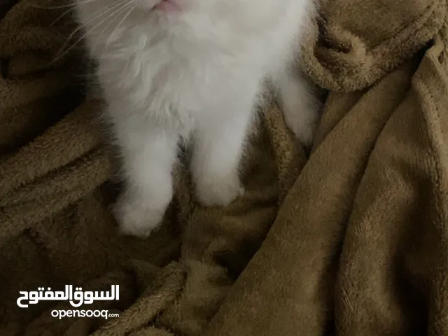للبيع قطط نوعهم شيرازي عمرهم شهرين البيض نثيات والبلاك ذكر لعوبين ويونسون السعر15KD
