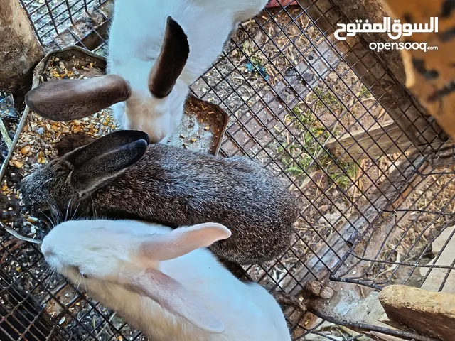ارنب .. اناثي عدد 2 ذكر عدد 1 عمر شهر ين عدد اربع النوع واحد بلدي .. والباقي هجين