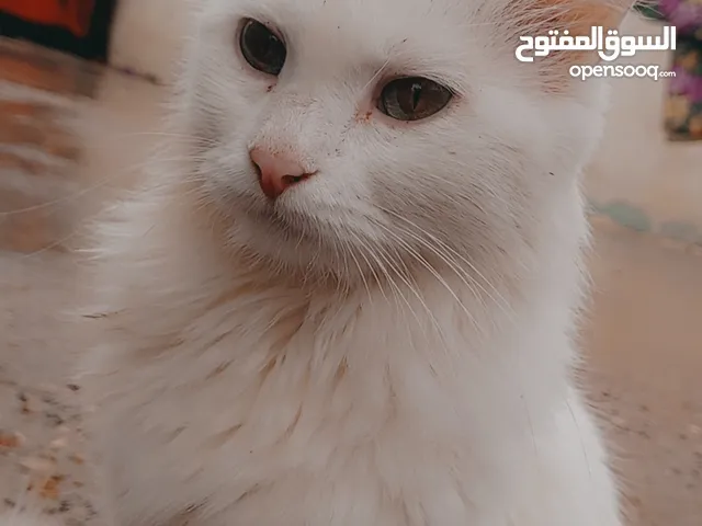 قطه  نثيه شيرازي للبيع او للتبديل بغير قط