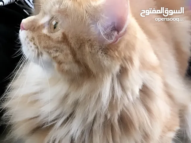 مدرسة خصوصي من المنزل لمعظم المواد من الصف الاول للرابع