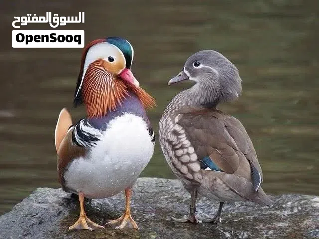 كوبية مندارين عالقهوي لونها منتجة ربي ايبارك