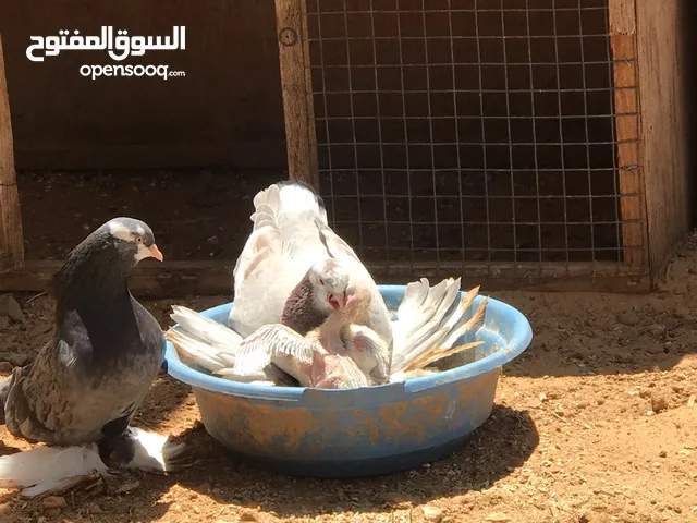 كوبيهَ هزاز الله يبارك شوف الوصف