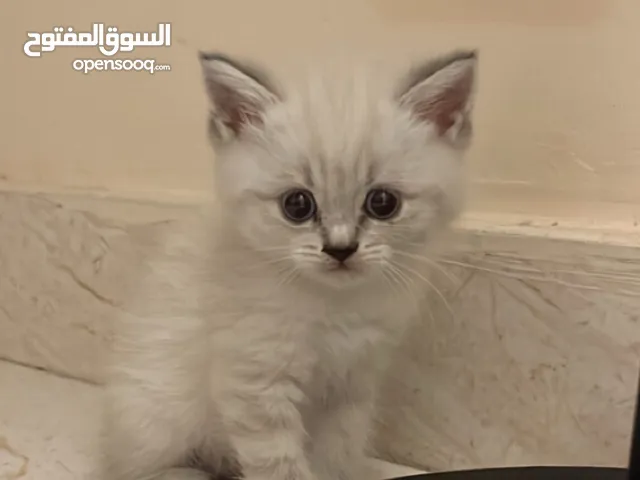 قطط هملايا